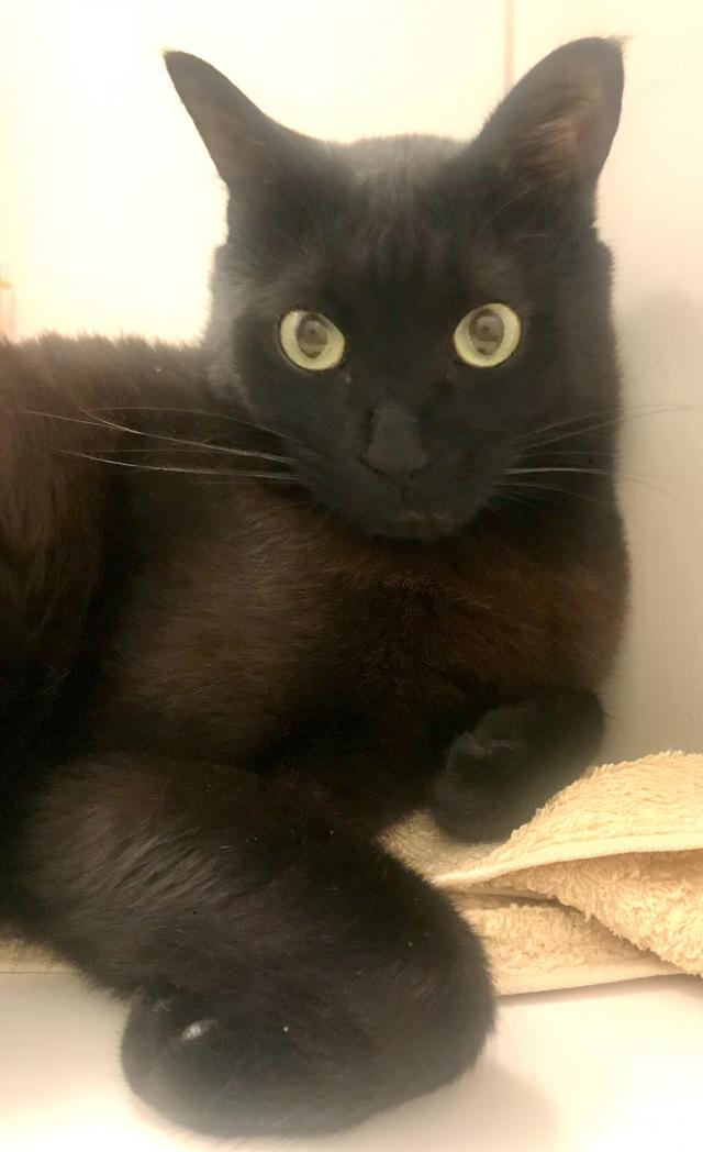 シュウ