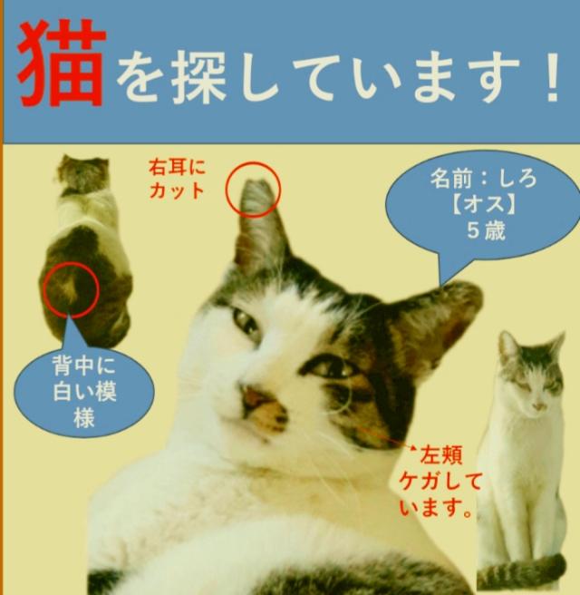 しろ