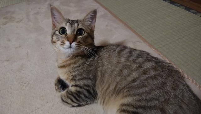 小町