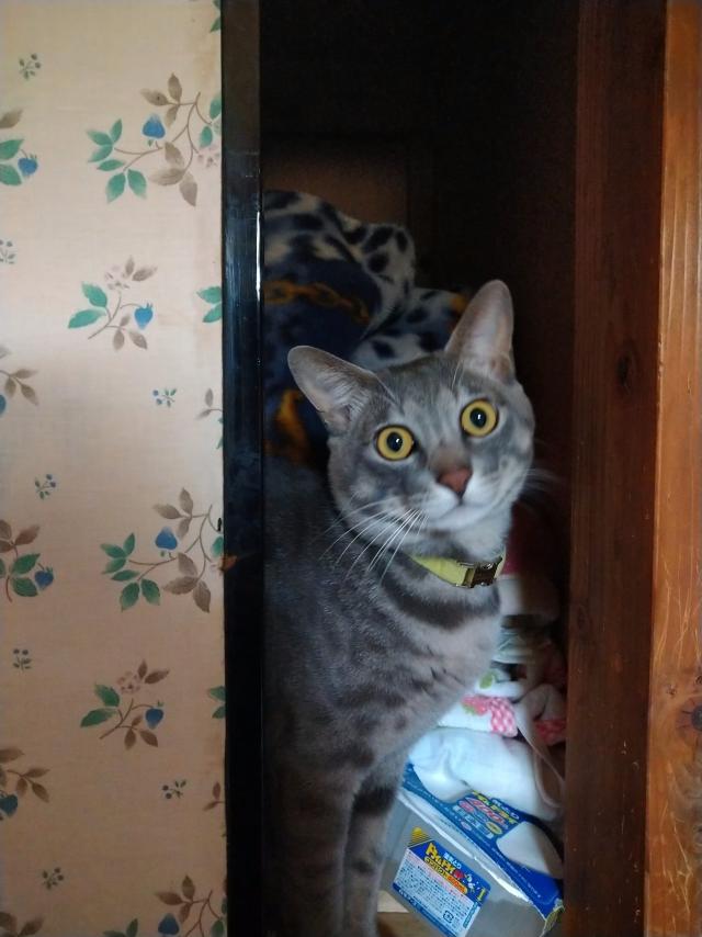 ヨモギ
