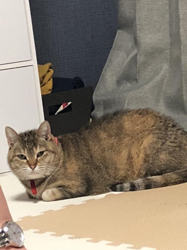 ちい