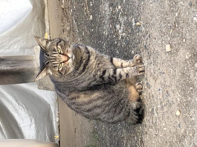 シロ