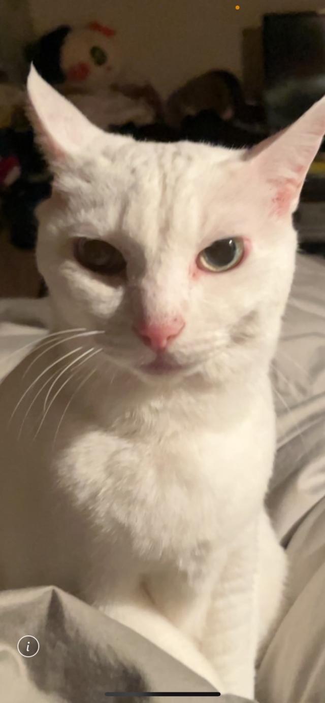 ヒュウマ