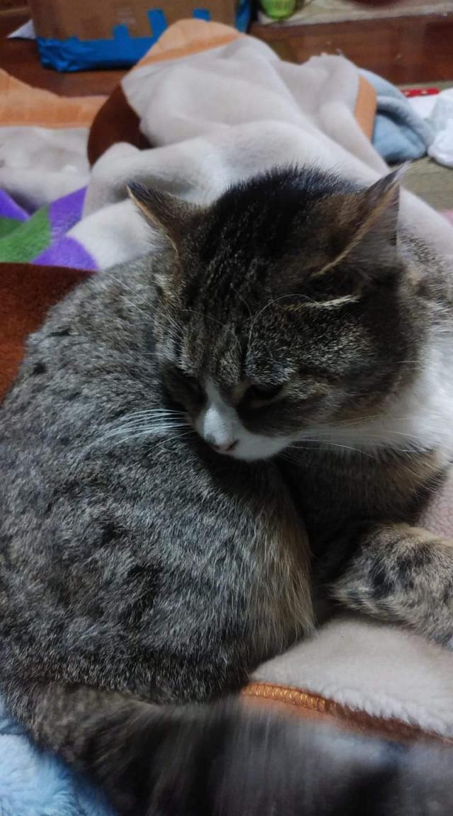 モモ
