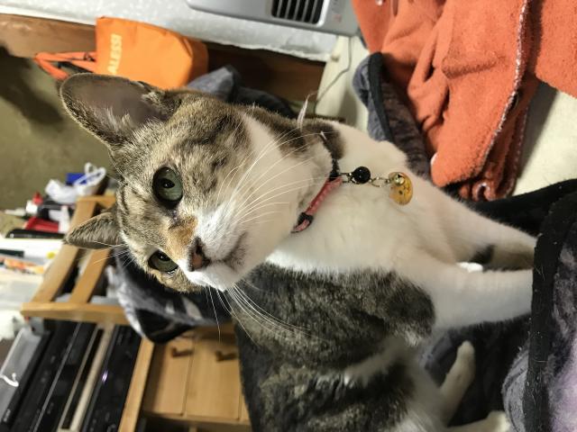 ミーコ