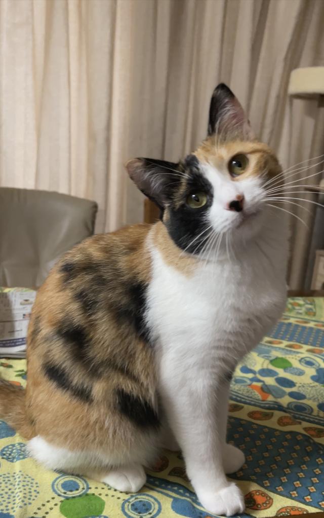 がじゅまる