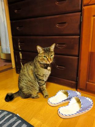 虎王（とらお）