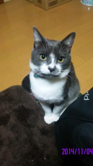 レイ