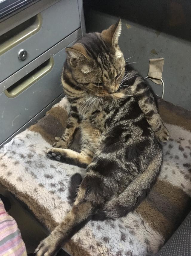 みゃあ