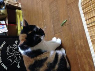 ニコル
