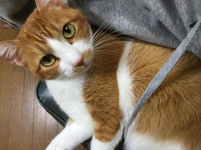 コテツ