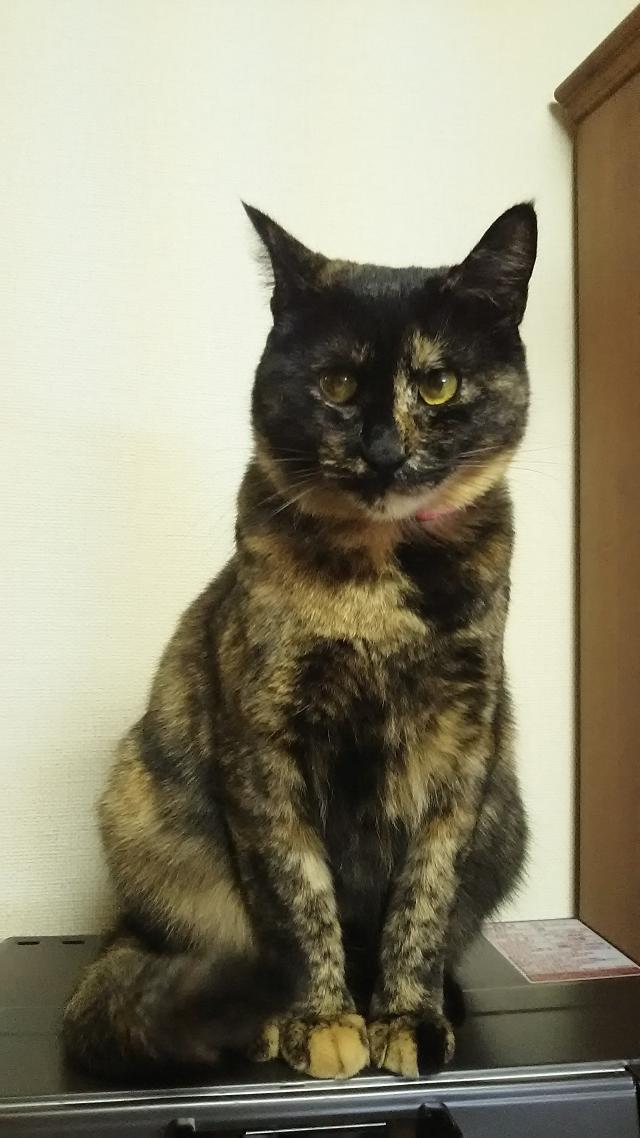 たえこ