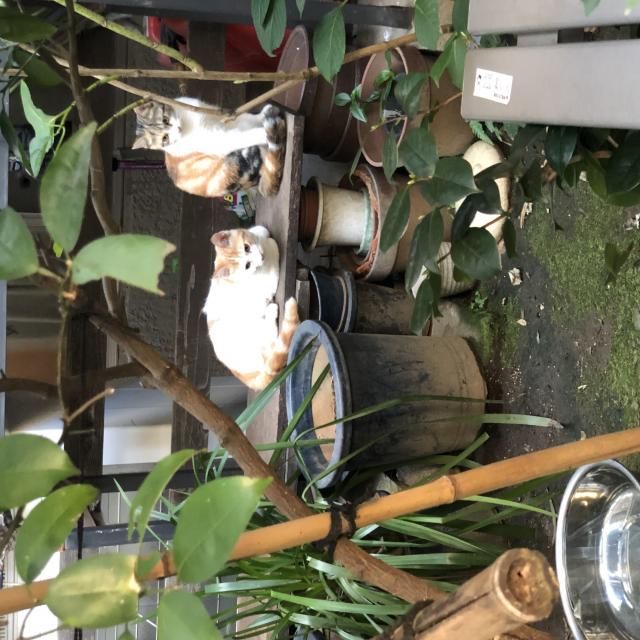 うめちゃん、サクラちゃん、