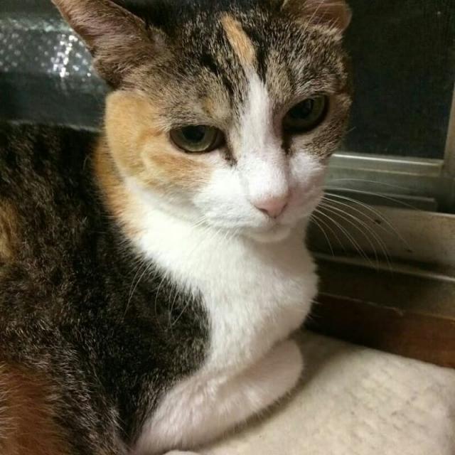 ミーコ