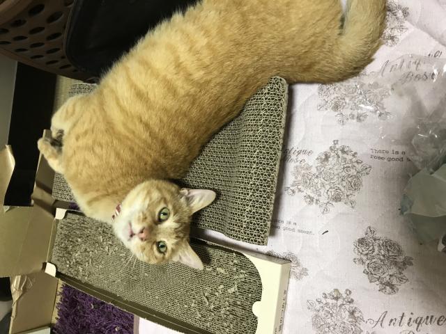 もえ