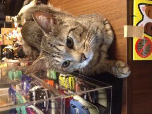 ちんたま