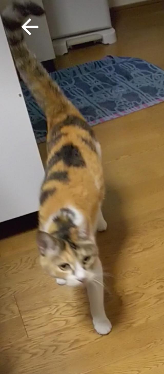ナナ