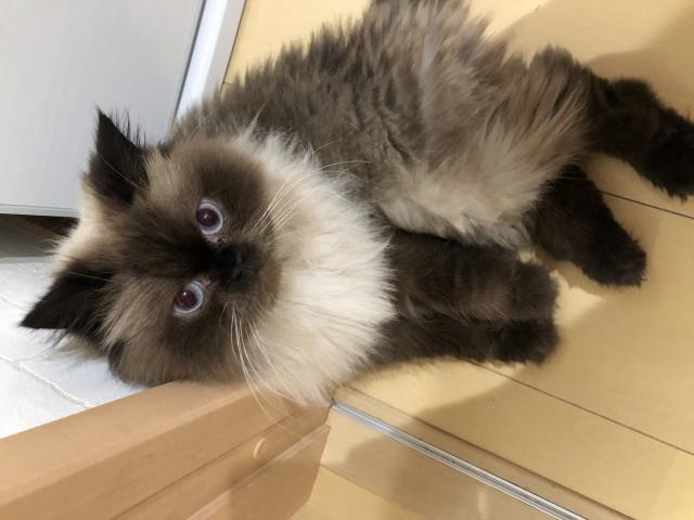 メロ
