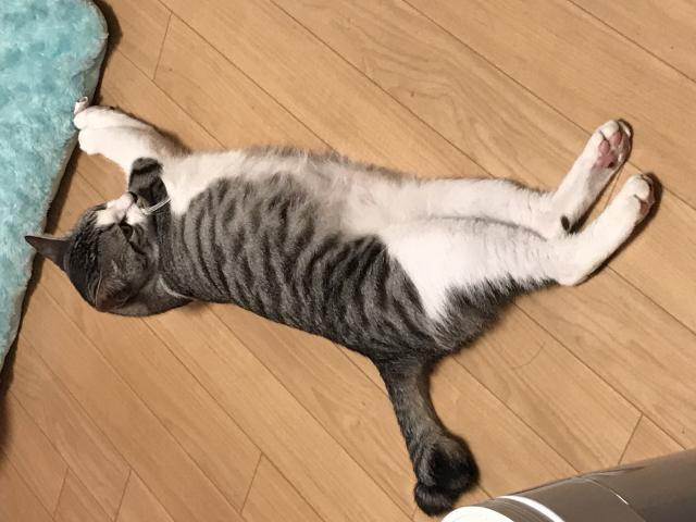 ミニ