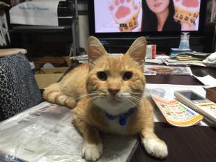 きなこ