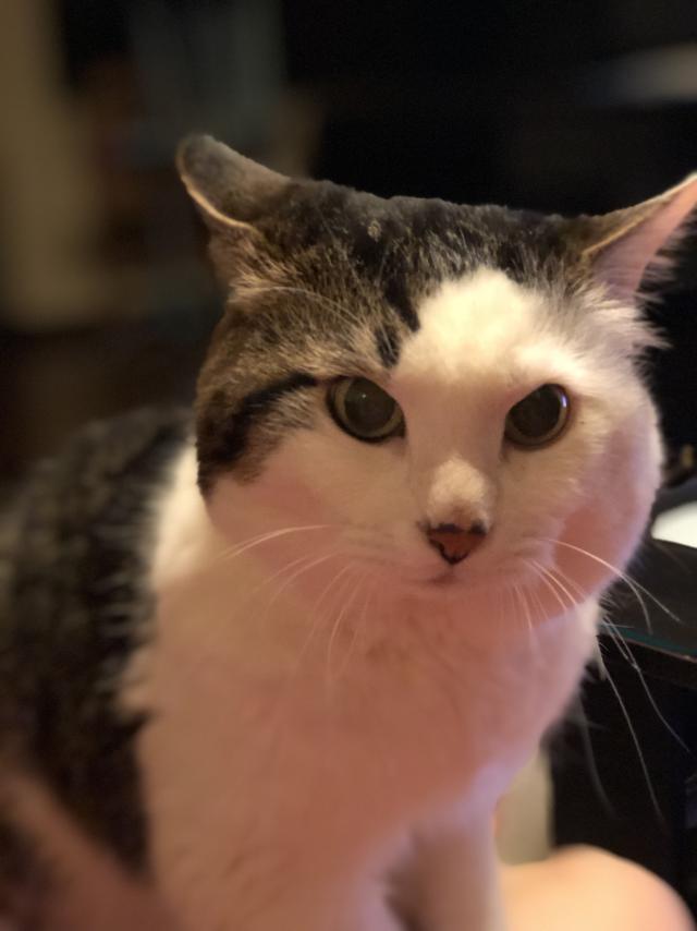 ポチ