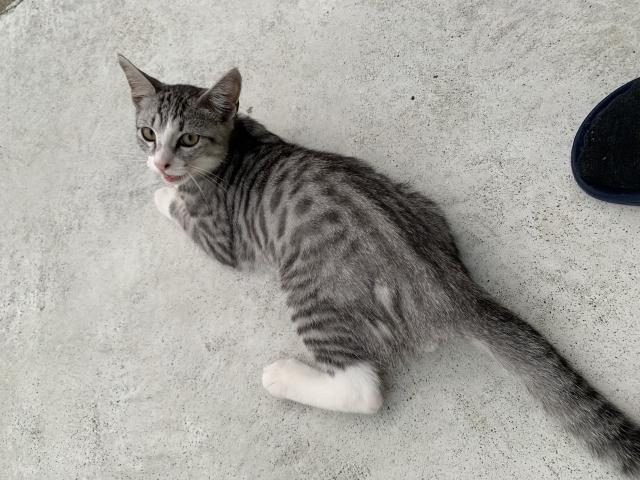 ティモン