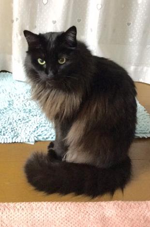 ジュニ