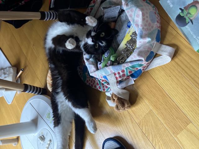 ムーン