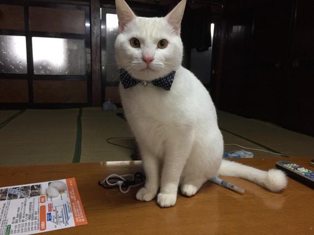 盆の助