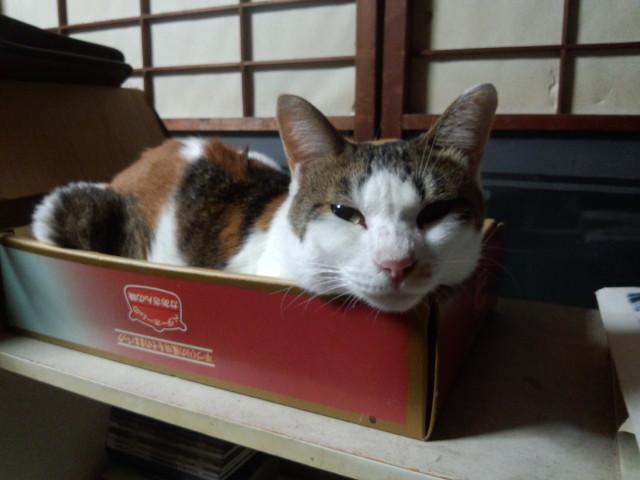メイ