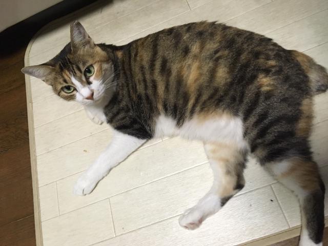 ふくちん