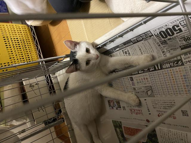 わかめ