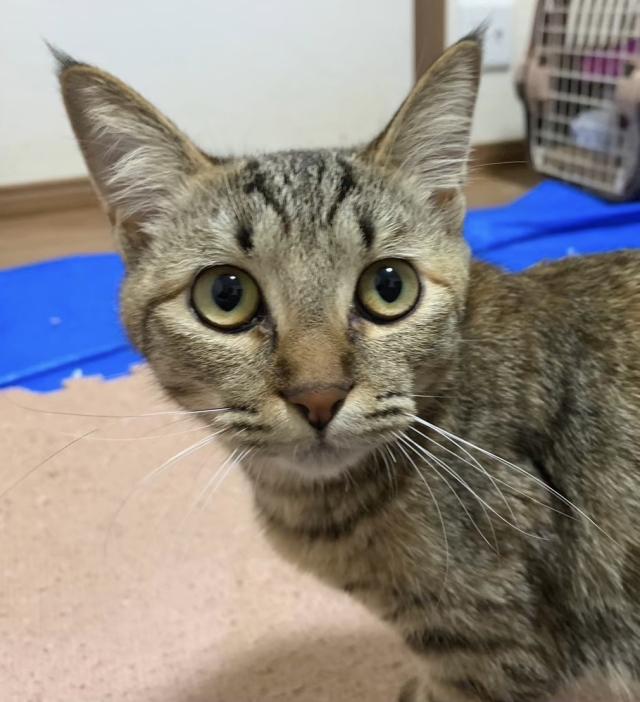 ハイネケン