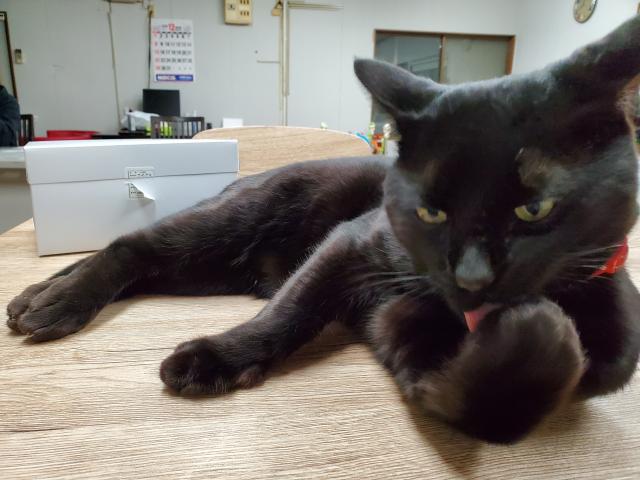 ルーク