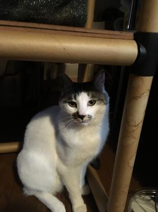 うさ