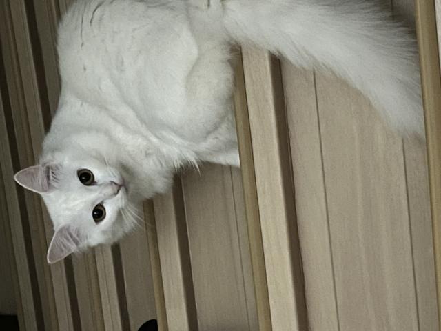 ゆき