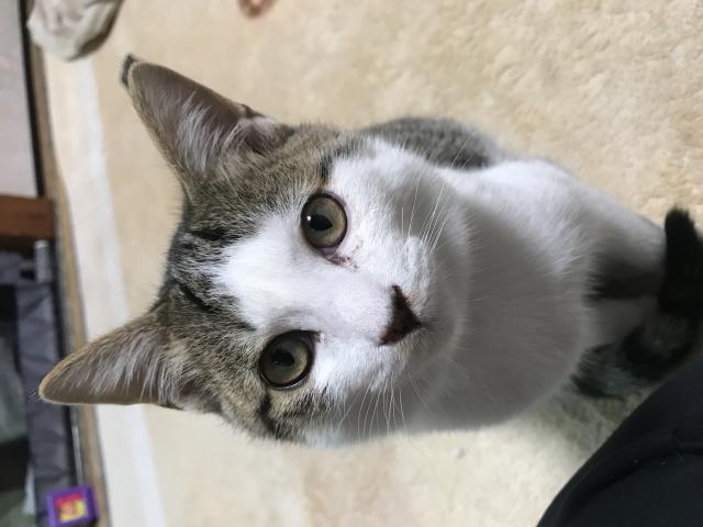 チロ