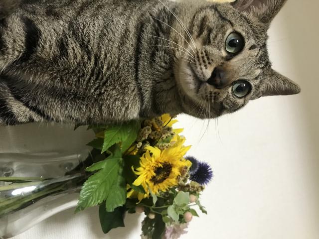 むぎ