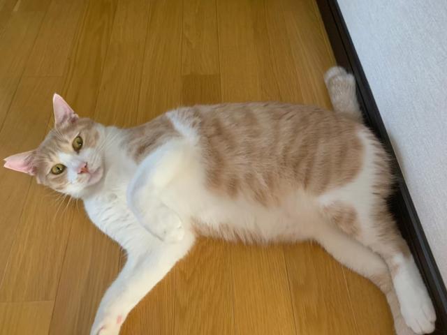 アクア