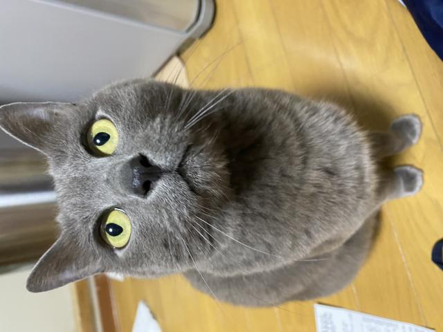 ジェラトーニ