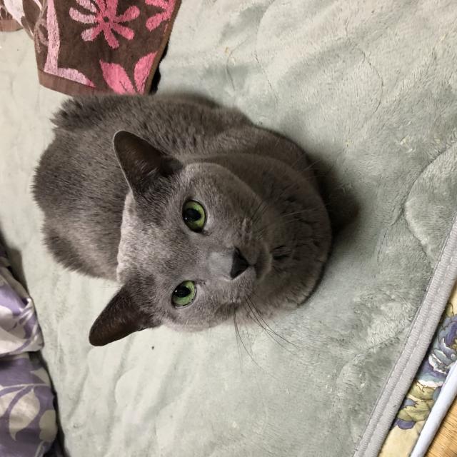 フィガロ