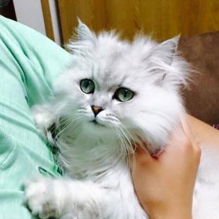タロ