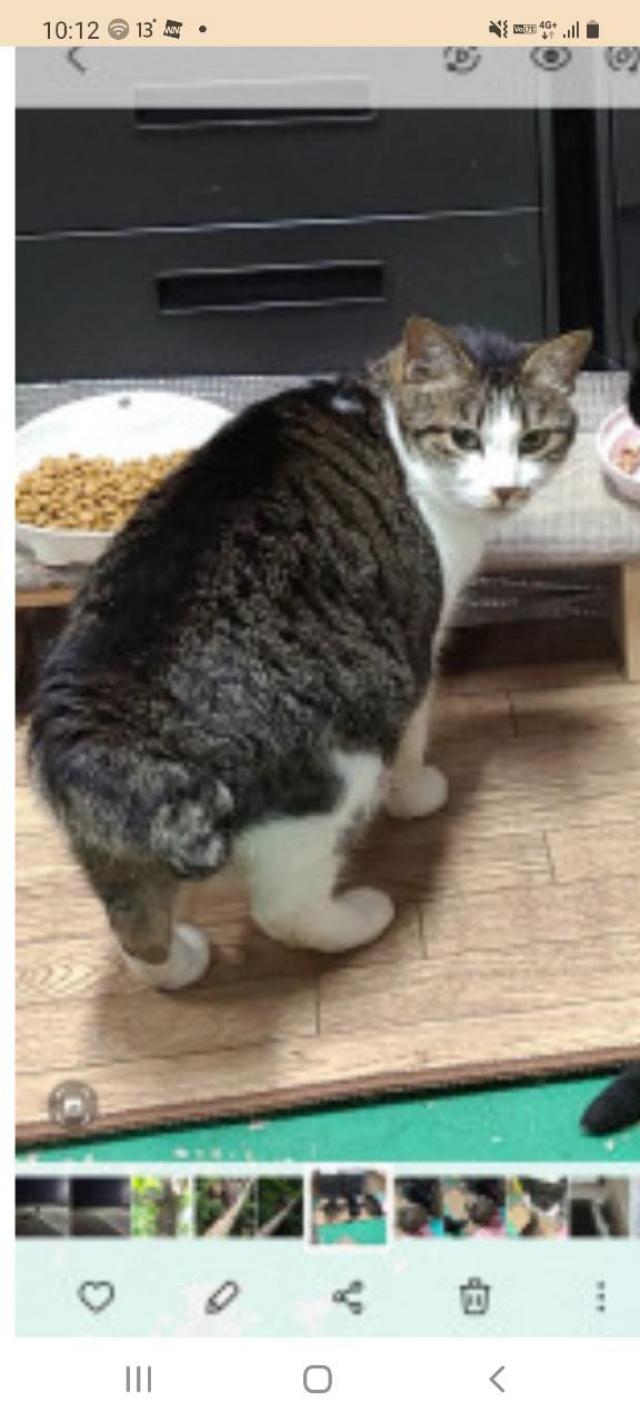 ネコミチ