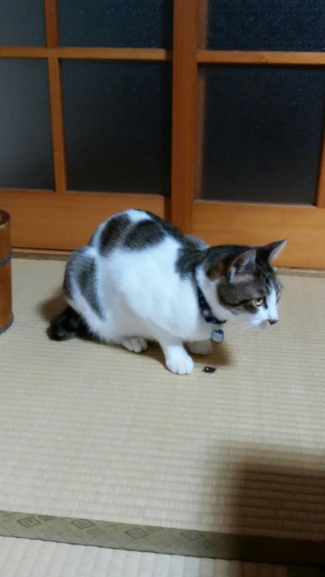 タラ