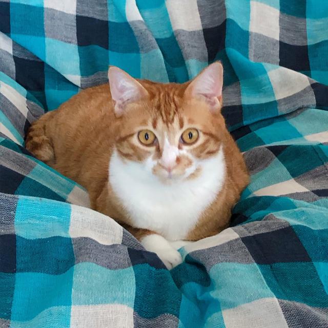 モグ