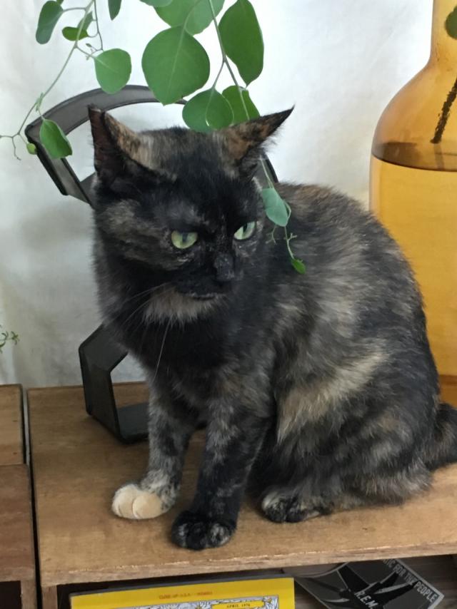 サバ