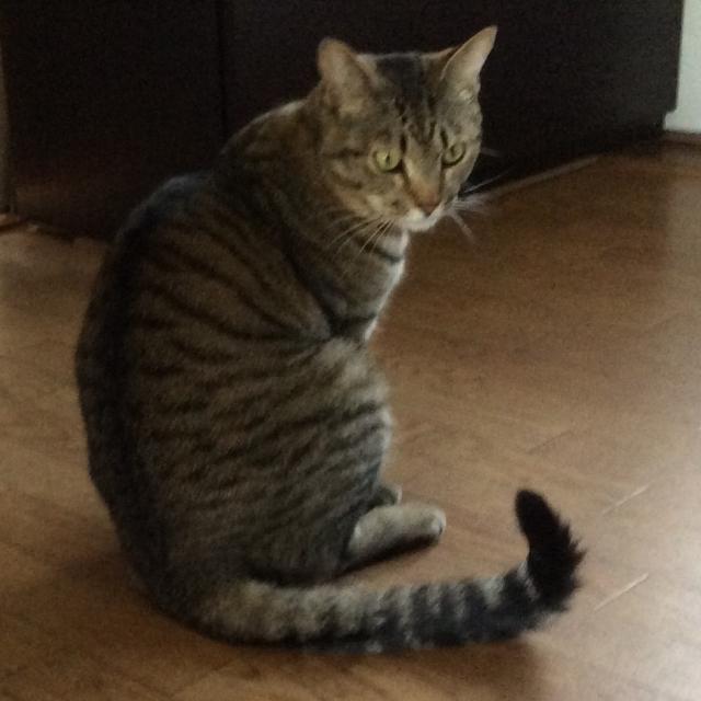 とら(とんとん