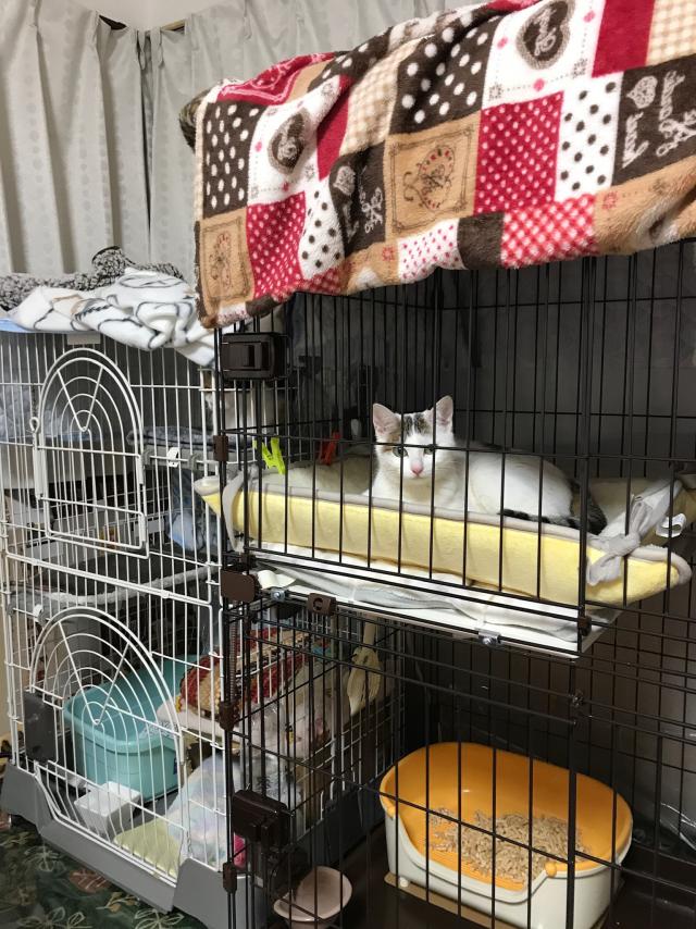 ナナ