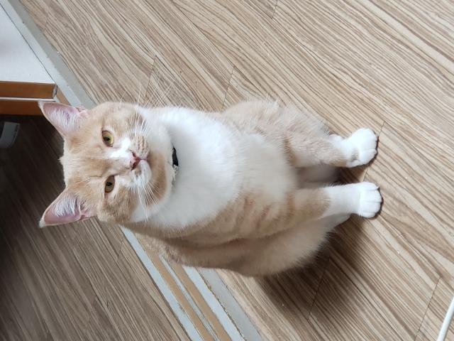 にゃにゃ丸
