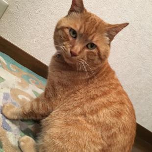 チョビ